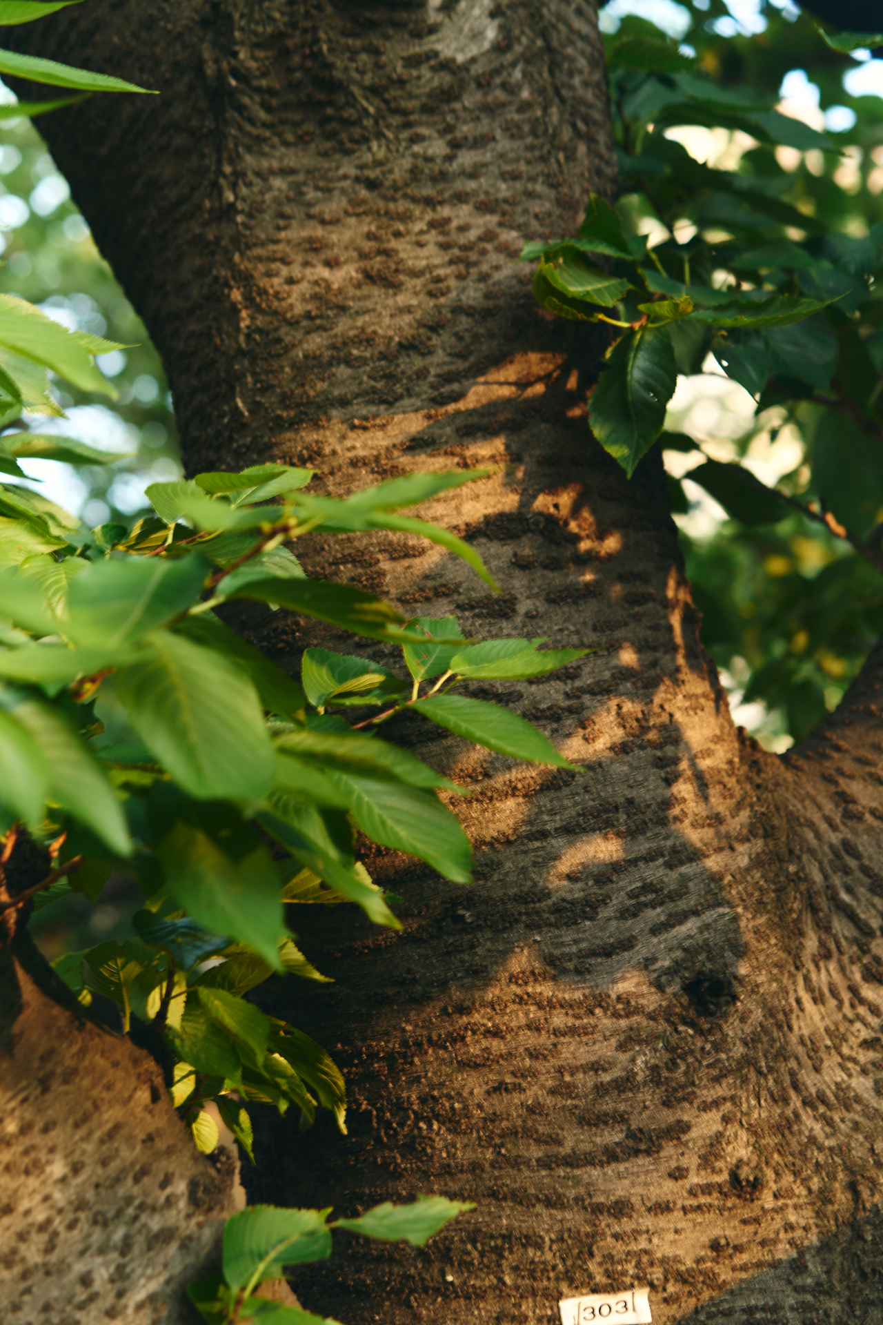 木々のディテール
